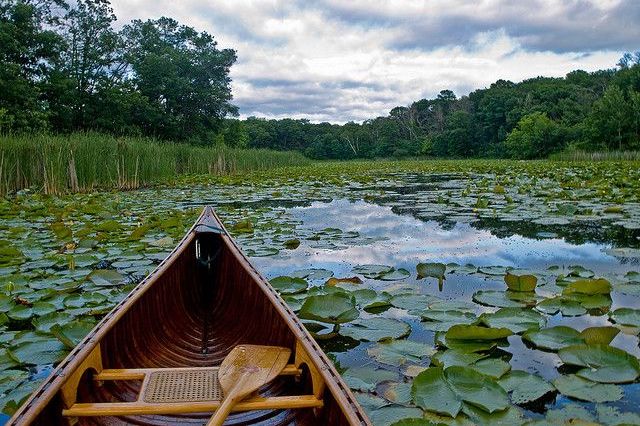 image from the perspective of someone in a canoe in the water surrounded by lilly pads 